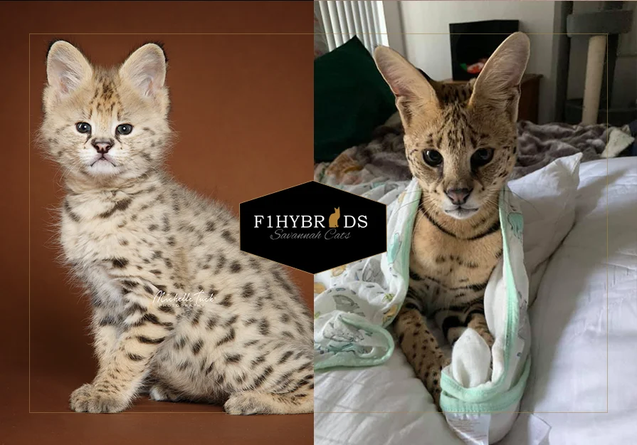 Dapper Don F1 Savannah Cat Dapper Don F1 Savannah Cat