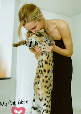 Hug Savannah Cat