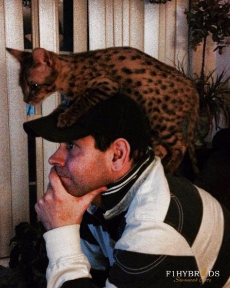 Savannah Cat Shoulder