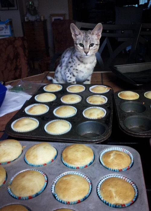 Savannah Kitten And Cupcakes