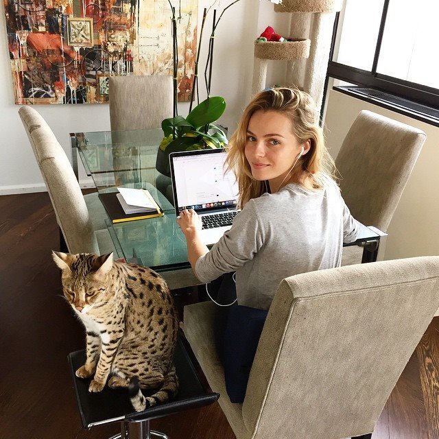 Large F1 Savannah Cat With Celebrity Owner