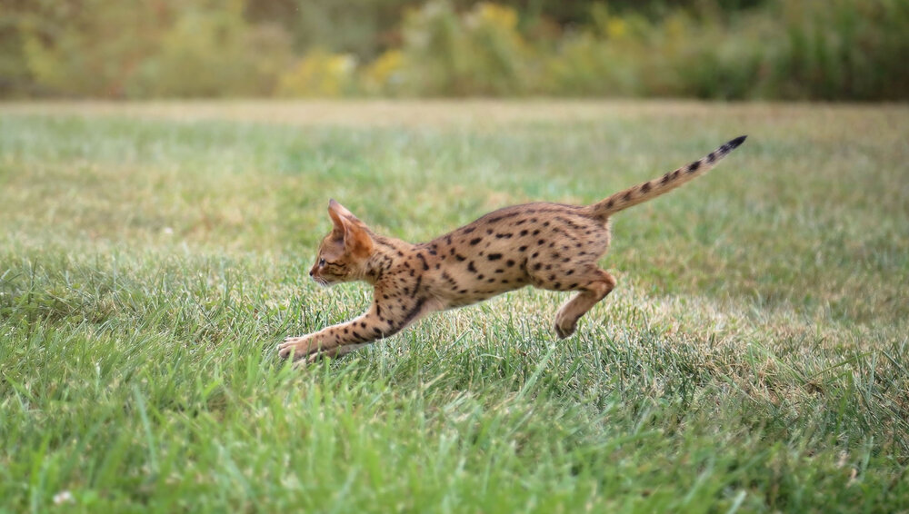 Red Savannah Cat