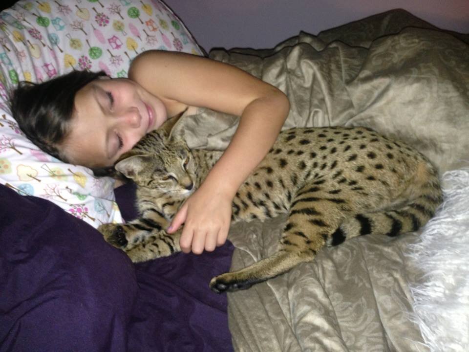 savannah cat next to human