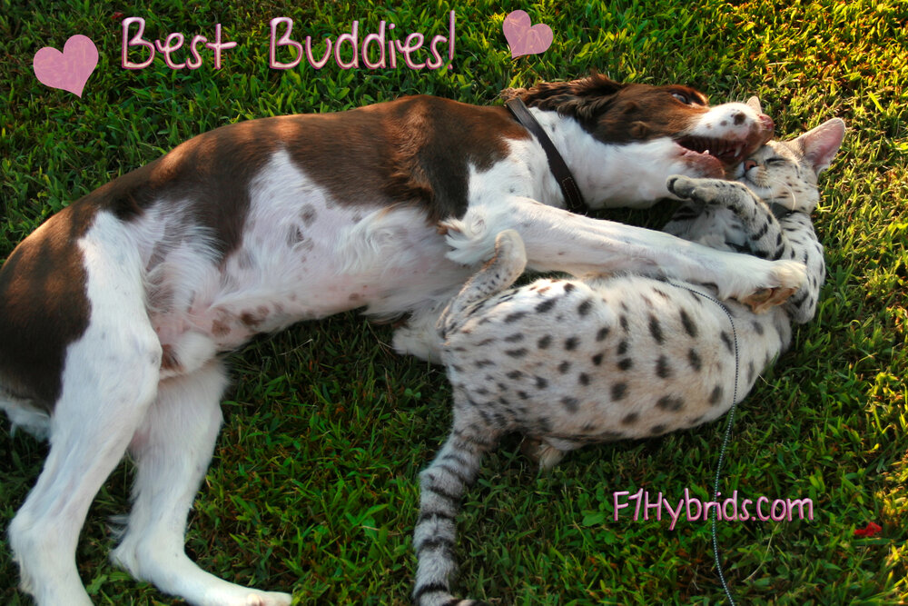 Savannah Cat Wrestles Dog