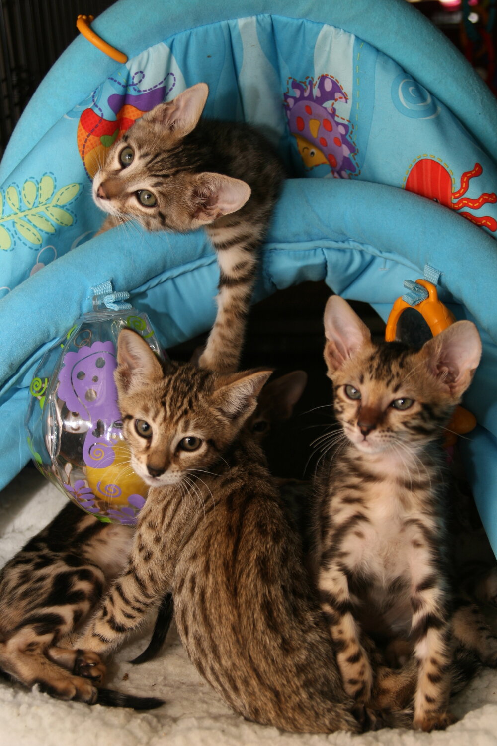 Savannah Kittens (Featured cover of SV Illustrated Magazine)