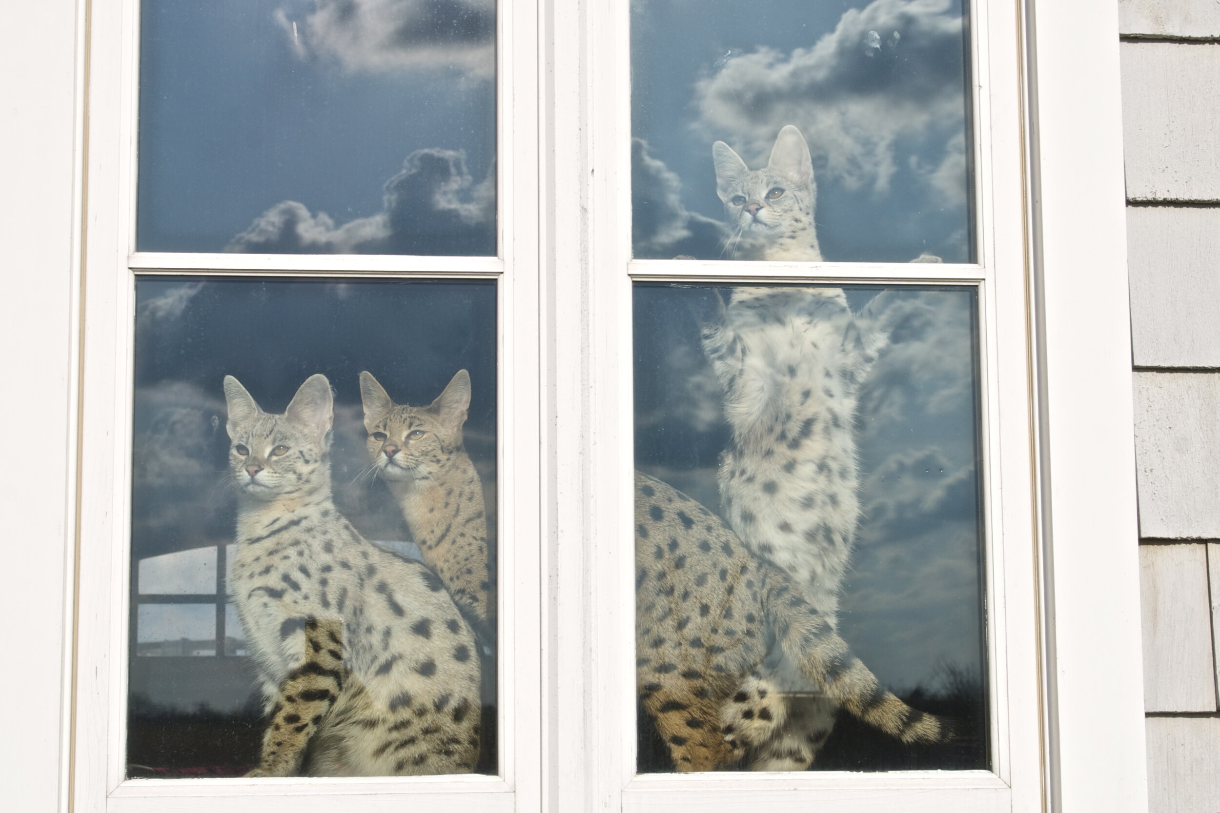 F1 Savannah Cats