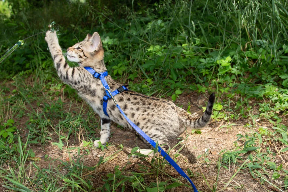 F2Kittens-13.jpg