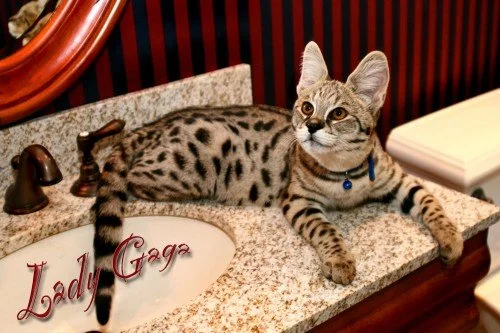 Lady Gaga - F1 Savannah Cat