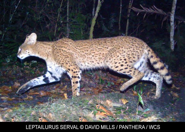 Servaline Pattern, Serval Cat