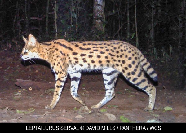 Spotted Pattern, Serval Cat