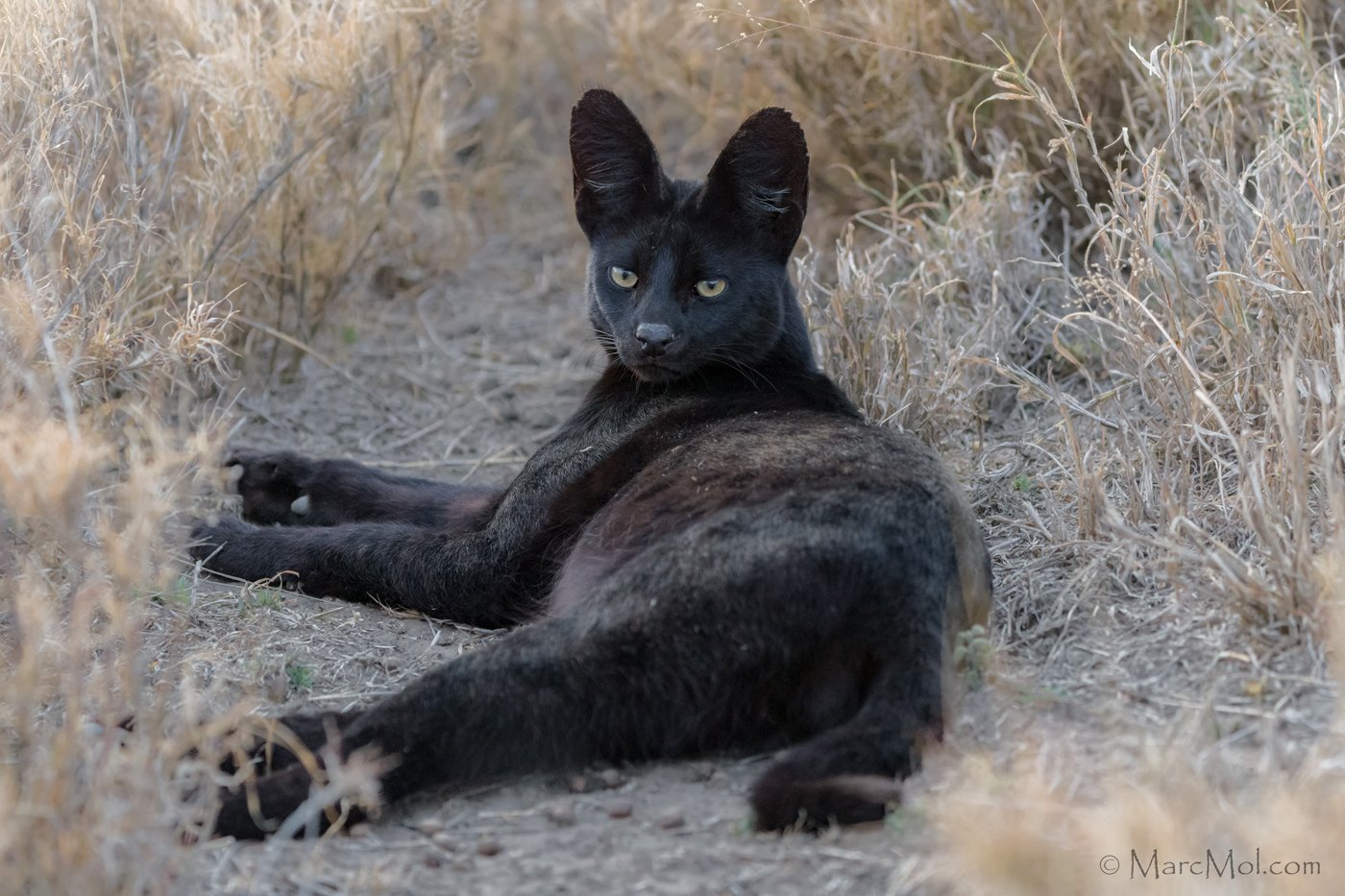 Copyright @ Marc Mol