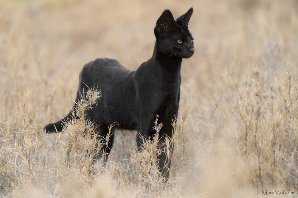 Copyright @ Marc Mol