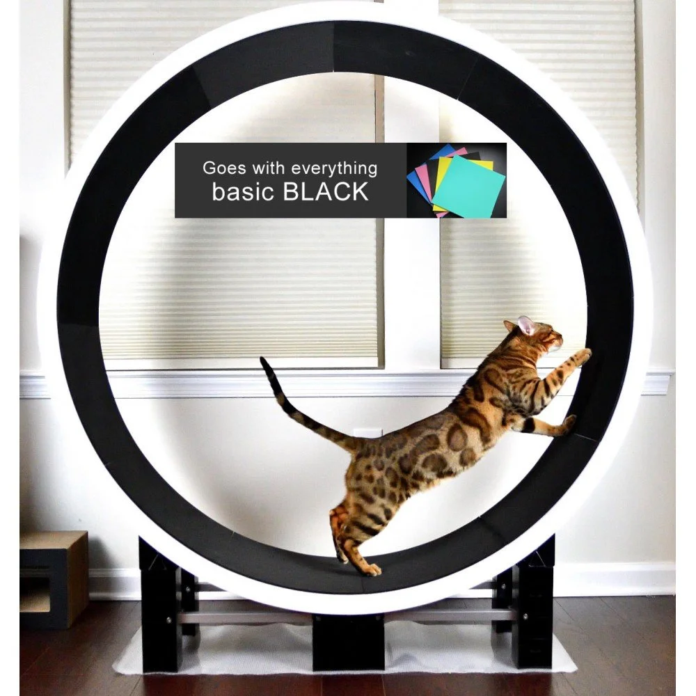 Cat Rim Ziggy Do Cat Wheels