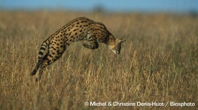 African Serval Cat