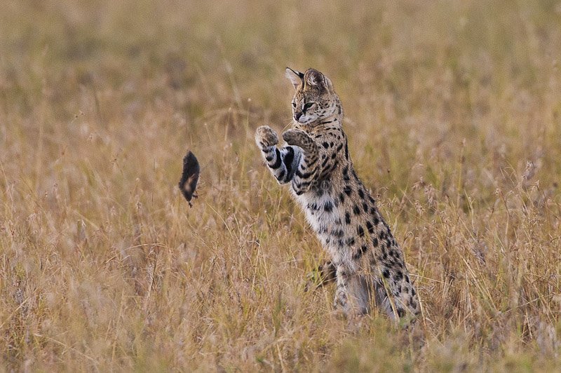 Serval Cat Playing With A Mouse