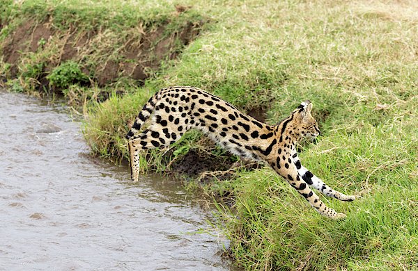 Serval Cat Crossing Water