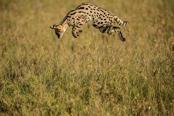 Serval Cat Jumps High