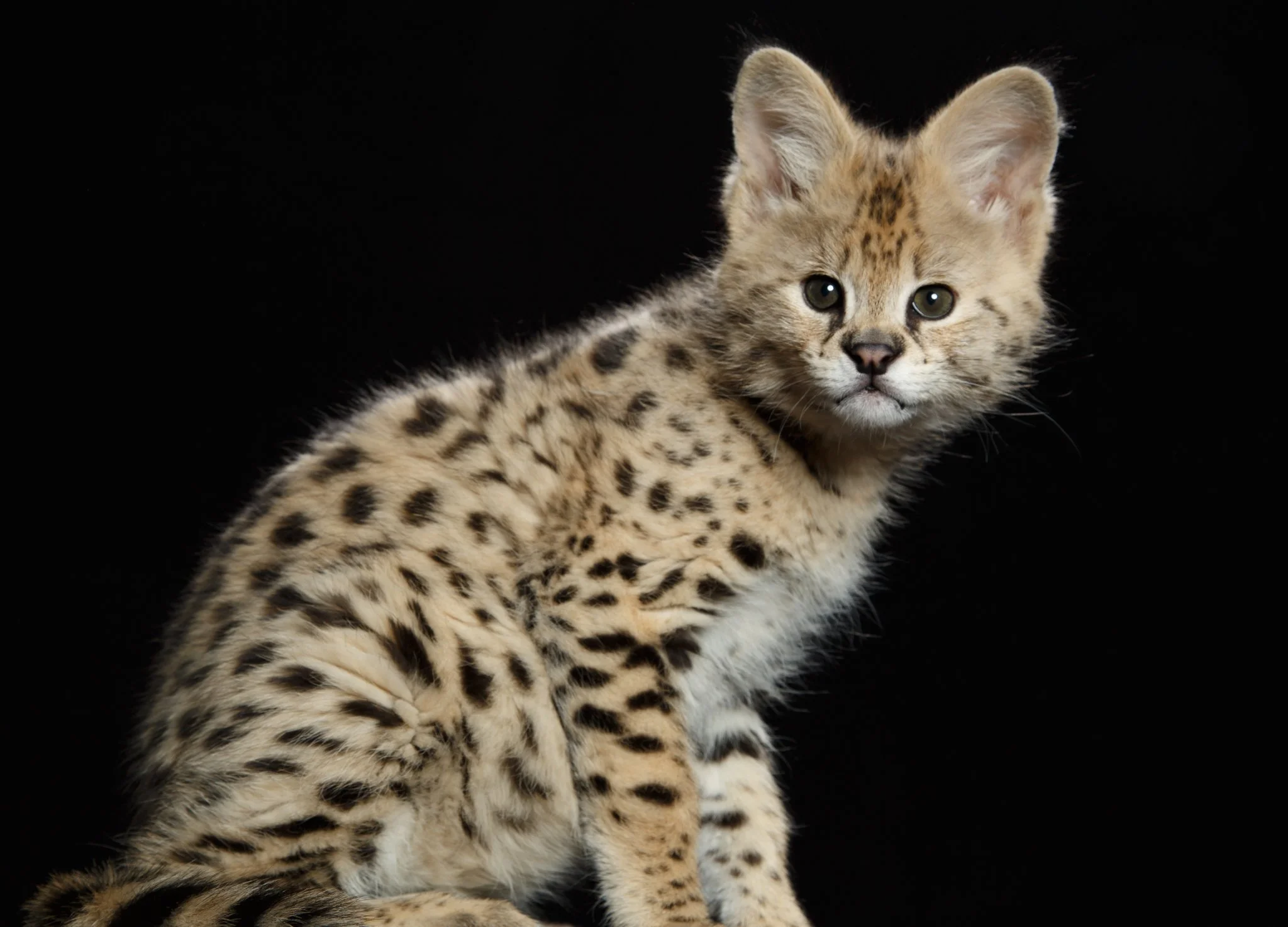 Savannah Kittens For Sale, Family Friendly 20+lbs