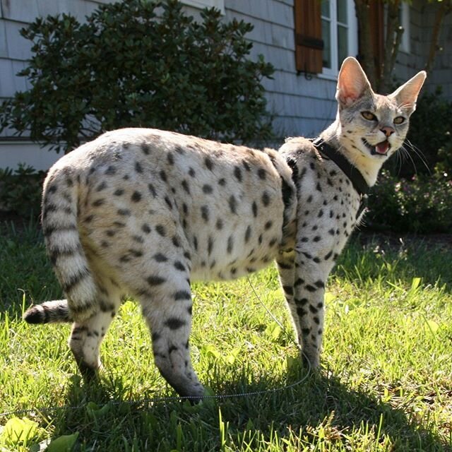 Huge Savannah Cat