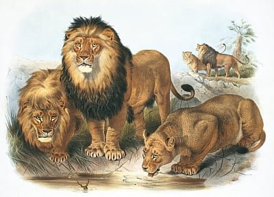 Joseph and Smit Wolf - Panthera leo plate from A Monograph of the Felidae or Family - (MeisterDrucke-641731).jpg