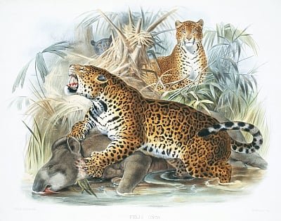 Joseph and Smit Wolf - Panthera onca plate from A Monograph of the Felidae or Famil - (MeisterDrucke-641734).jpg