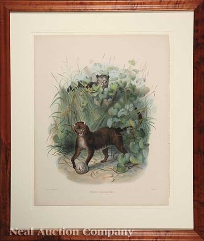 daniel-giraud-elliot-the-caffer-cat-(from-a-monograph-of-the-felidae-or-family-of-cats,-after-joseph-wolf)(+-the.jpg