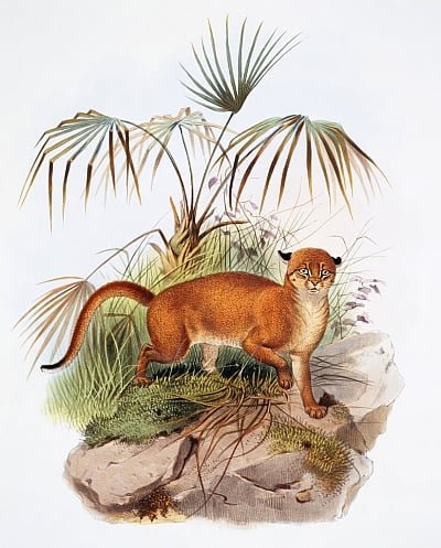 Joseph and Smit Wolf - Catopuma badia plate from A Monograph of the Felidae or Fami - (MeisterDrucke-641737).jpg