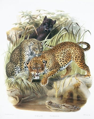 Joseph and Smit Wolf - Panthera pardus plate from A Monograph of the Felidae or Fam - (MeisterDrucke-641735).jpg