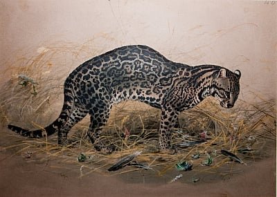 Joseph Wolf - The Painted Ocelot (Felis picta) c1850 - (MeisterDrucke-191923).jpg