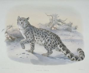 uncia-uncia-snow-leopard-8588567.jpg