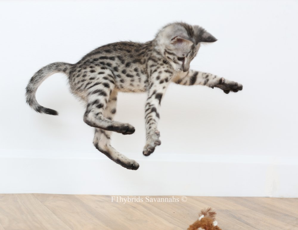 Savannah Kitten Jumping High