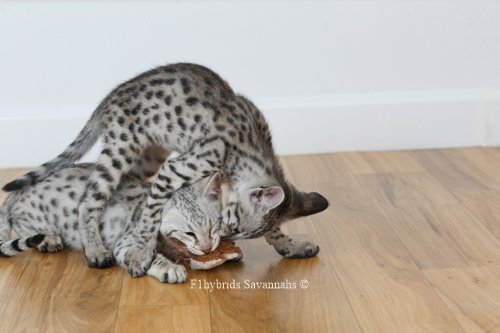 Savannah Cat Biting