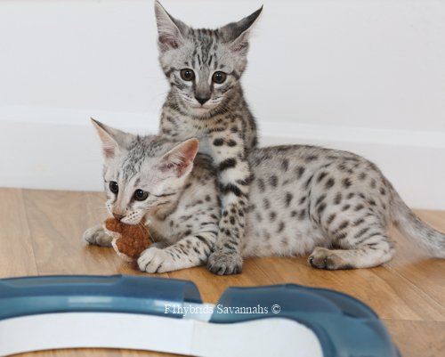 Bright Silver Savannah Kittens