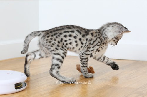 Coat Silver Savannah Kitten