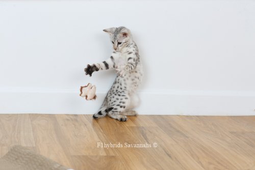 Playing Savannah Kitten