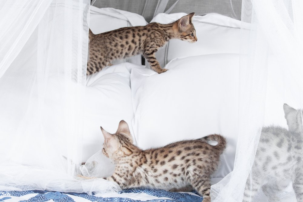 Golden and Silver Savannah Kittens