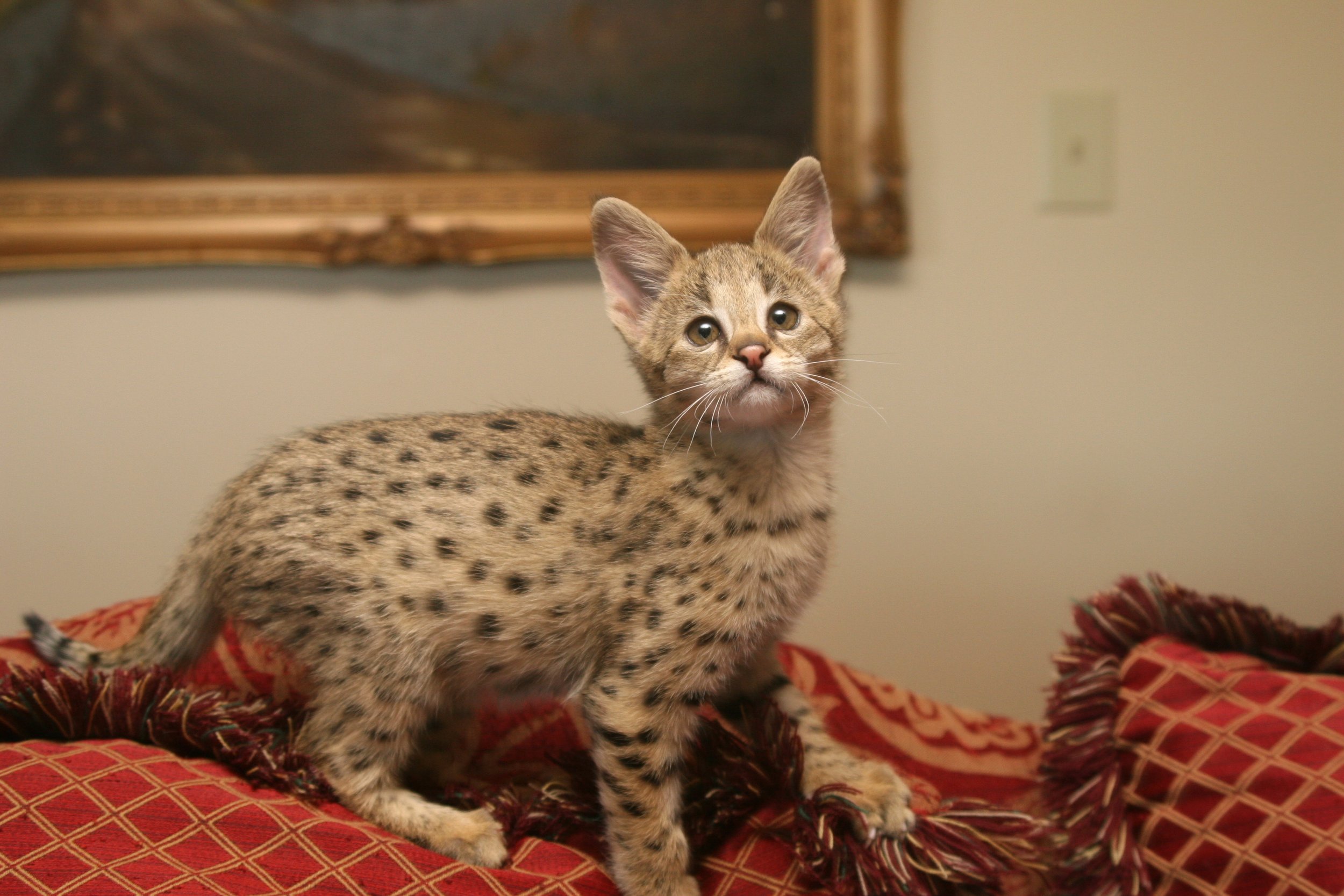 F1 Savannah kitten, F1hybrids 145.jpg