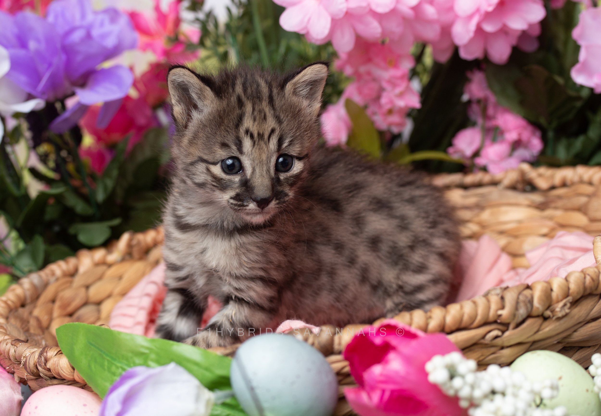 Donate to Savannah Cat Care Fund, Donate to SVCCF, Savannah Cat Care Fund  Donations, Savannah Cat Emergency Funds, Savannah Cats, Savannah Kittens