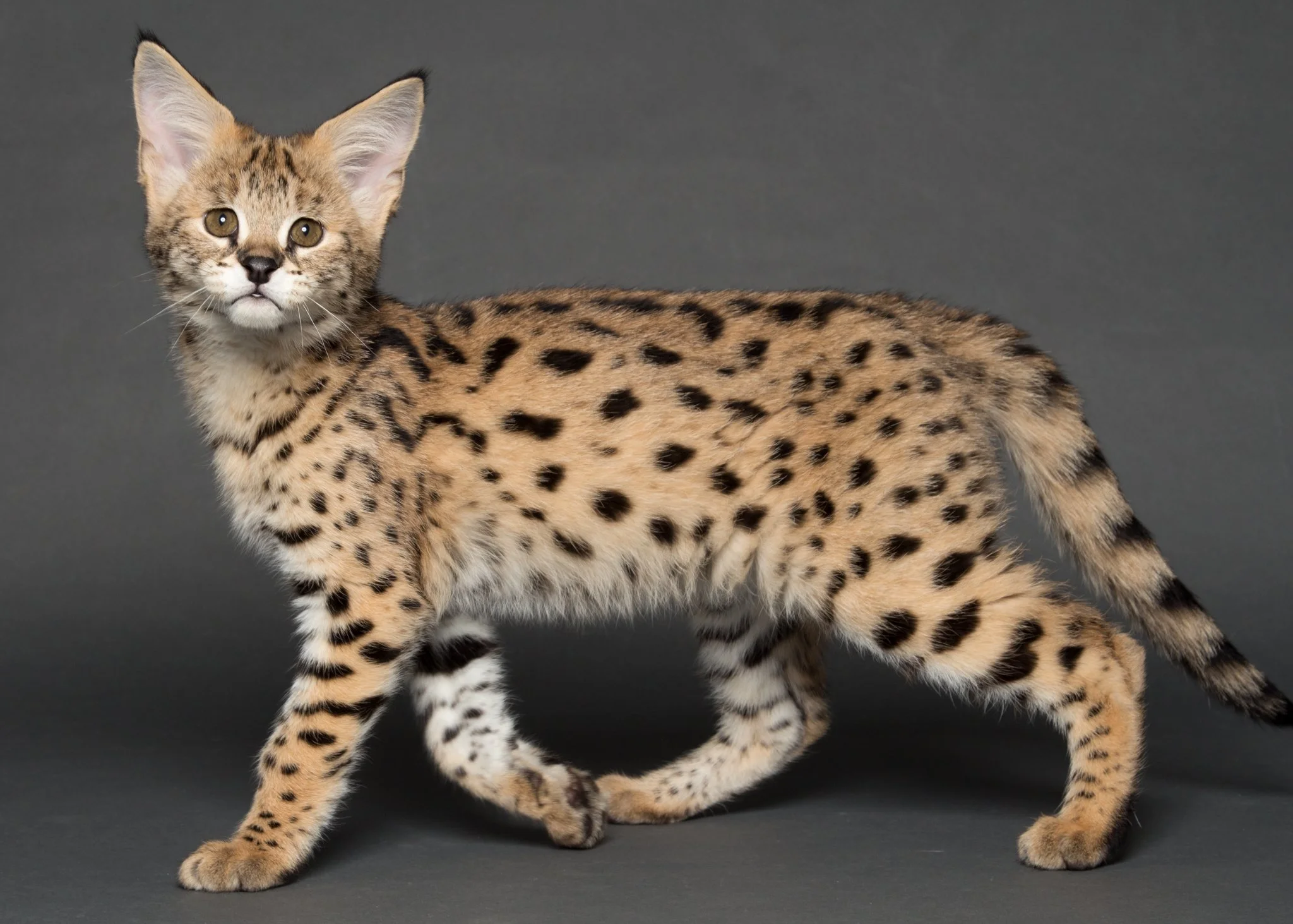 F1 Savannah Kitten, Mazi   (Sold)