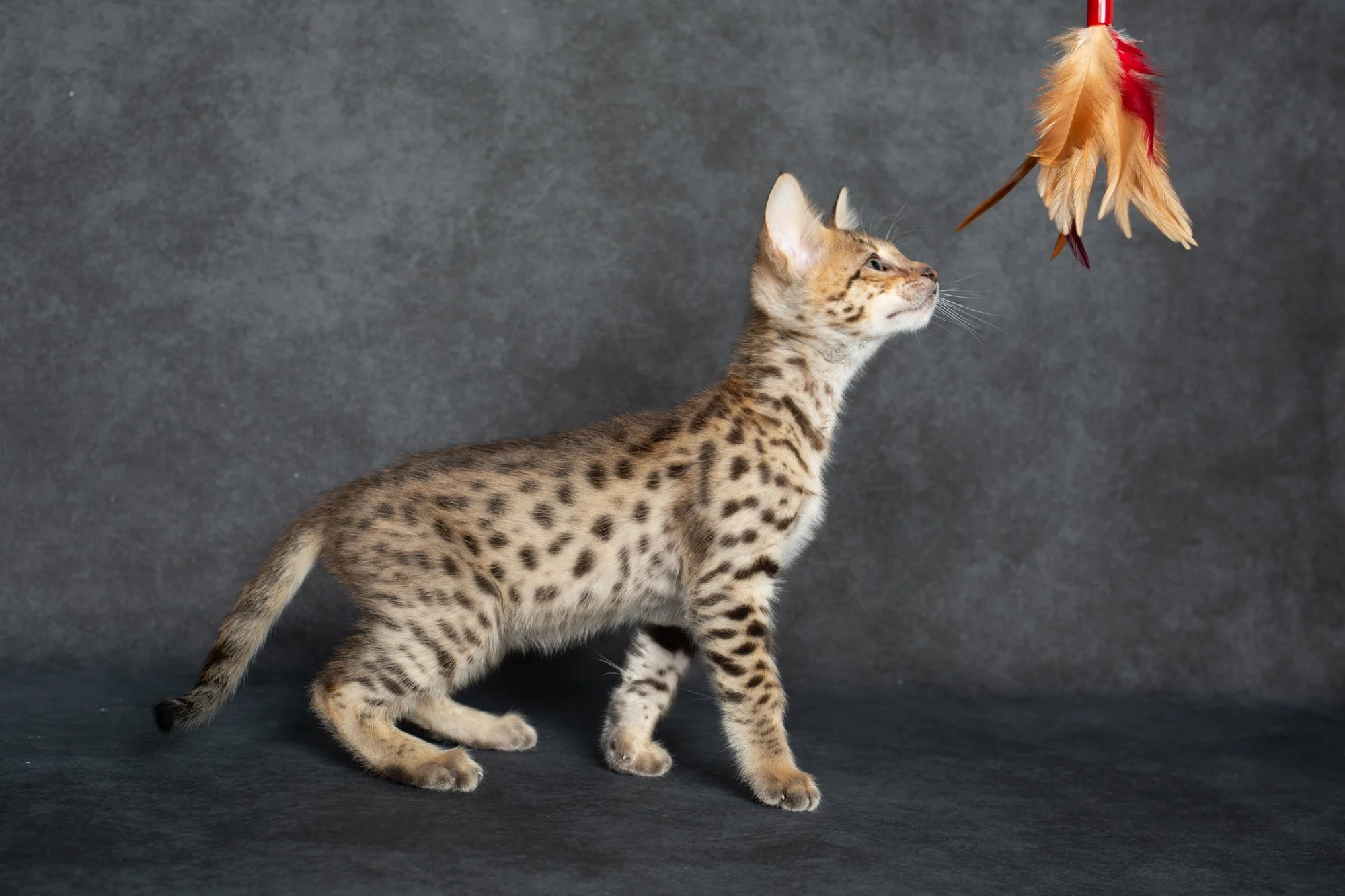 F2 Savannah Kitten, Ringo   (Sold)