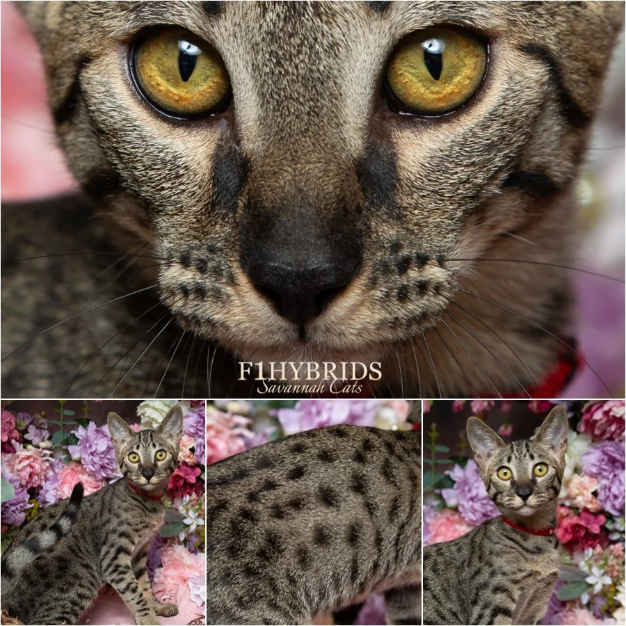 SBT Savannah Kitten, T-Rex