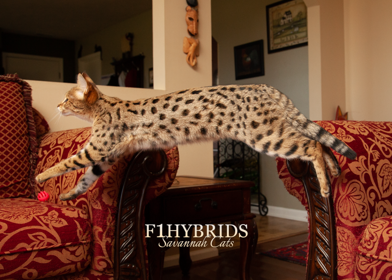 Rachel - F1 Savannah Cat
