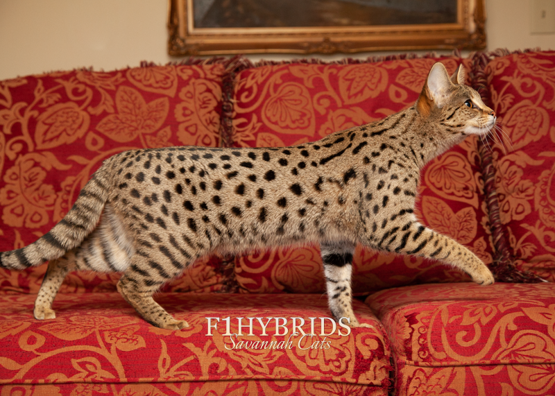 Zenyatta - F1 Savannah Cat