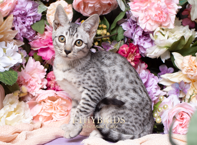 Savannah Kitten, Storm