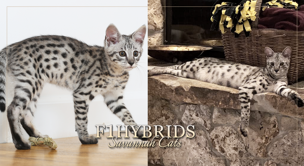 For Sale F1 Savannah Cat Full Grown Bengal Cat Size Savannah Cat