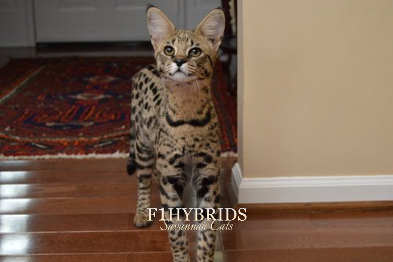 Painted Lady - F1 Savannah Cat