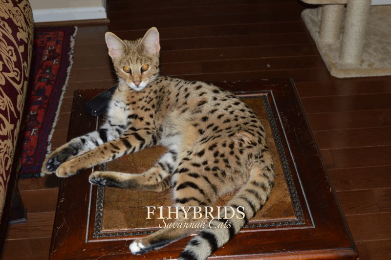 Kinky Boots - F1 Savannah Cat