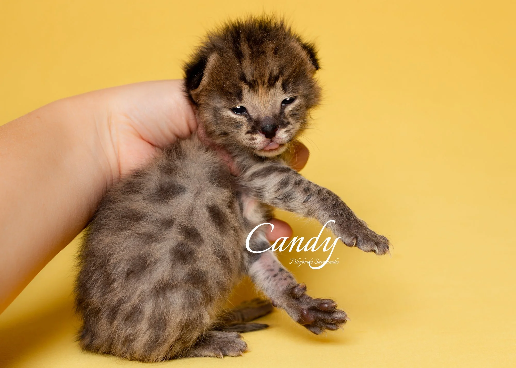 Candy &amp; Max - F2 Savannah Cat