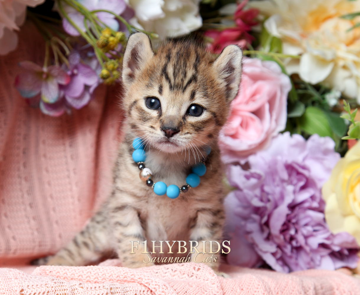 2022 Savannah Kittens