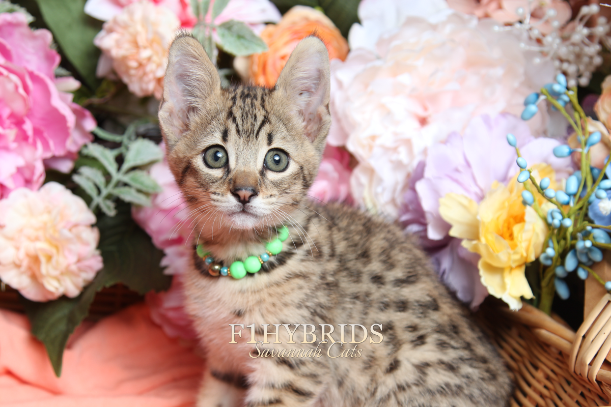 f1hybrids-savannahs-cats-5.PNG